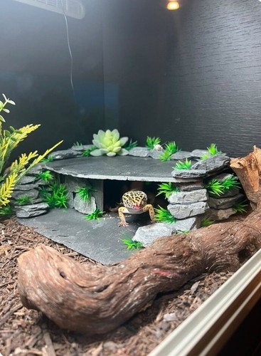 Leopard gecko slate - leopard, hide