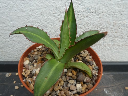 Agave lopantha shown 10cm - lopantha,,