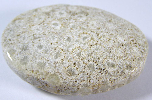 Fossilised coral palmstone - fossilised,