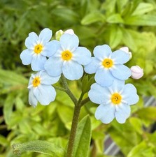 Water Forget Me Not Marginal