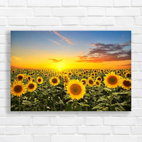 Captivating sunflower field - sunflower,