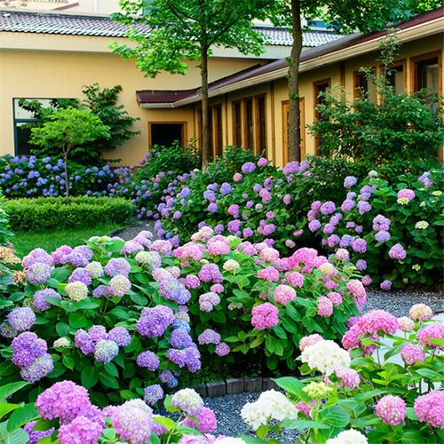 50pc hydrangea mix long - 50pc, /
