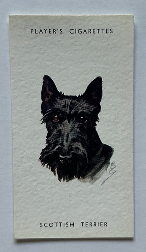 Player dogs heads - player’s, dogs’