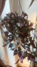 Large Tradescantia Zebrina