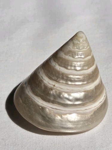 Vintage conch trochus - trochus, shell