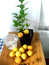 3 Sweet Sekerpare Apricot Tree