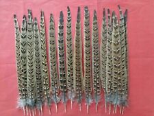 20 Hen Pheasant Centre Tail