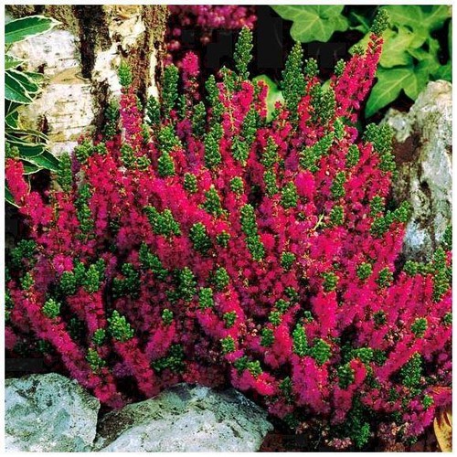 Scottish heather calluna - [x3],