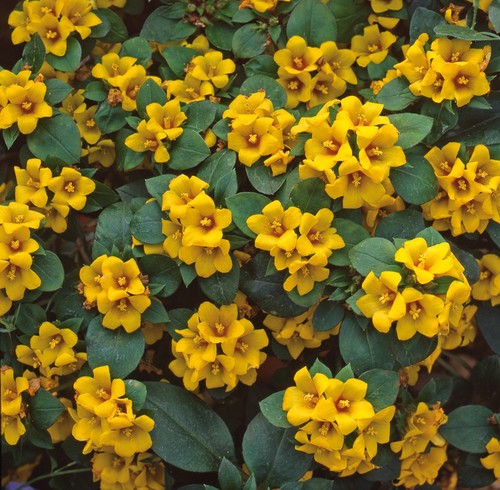 Lysimachia lyssi trailing - lyssi,
