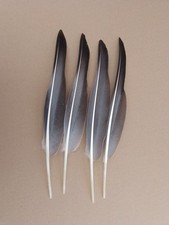 4 Right Grey Goose Wing Quill Feathers 13" inch / 33 cm - Floats, Quill Pen