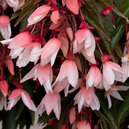 Begonia appleblossom trailing - begonia,