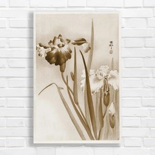 Japanese Iris Botanical Nature