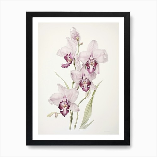 Orchids flower vintage - orchids,