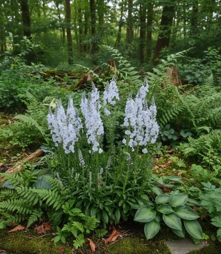 Veronica gentianoides alba