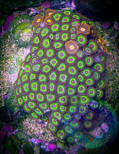 Saf wysiwyg large 3 in - large,