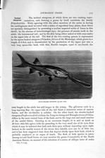 Original Old Antique Print Spoon-Beaked Sturgeon Fish Natural History 1896 19th