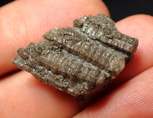 Small detailed crinoid - 3d,