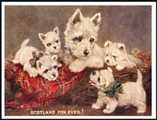 WESTIE TERRIER MOTHER AND PUPS