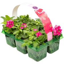 Verbena candy pink showy - pink, |