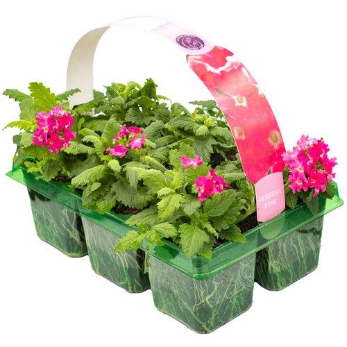 Verbena candy pink - |, showy