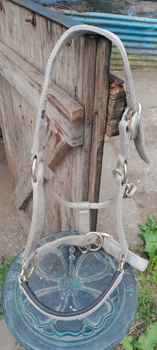 Elite horse equestrian - elite,