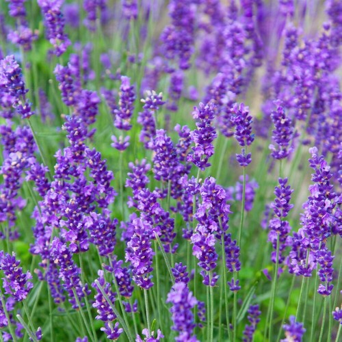 Lavender plant munstead garden - lavender,