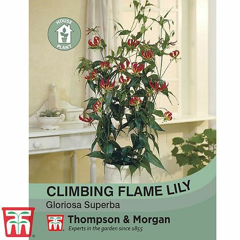 Thompson morgan climbing - thompson,