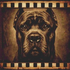 Cane Corso Italiano Puppy Dog