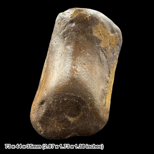 Pliocene mammal bone fossil - pliocene,