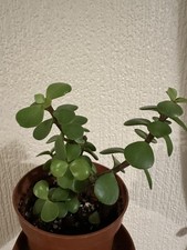 Portulacaria Afra Elephant