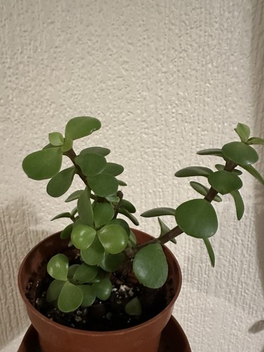 Portulacaria afra elephant - portulacaria,