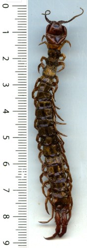 Scolopendre scolopendra sp - scolopendre,
