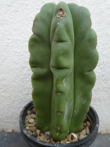 Tri pach shown 9cm pot - shown, in