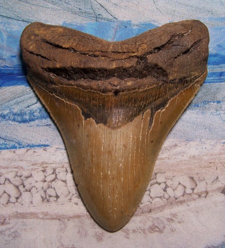 Megalodon shark tooth - megalodon,