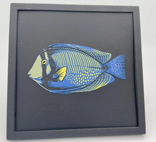 Marine fish indian sailfin - marine,