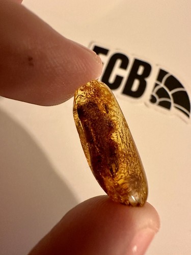Baltic amber with - baltic,