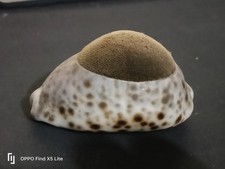 Vintage 1950s Tigris Cowrie Shell Pin Cushion  Old Days Sewing Accessory