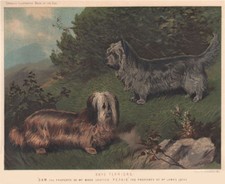 DOGS. Skye Terriers; "Sam"