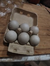 5+1 Cayuga Hatching Eggs