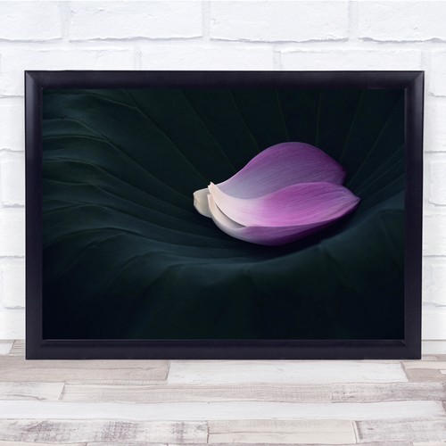 Petals flowers botanical - petals,