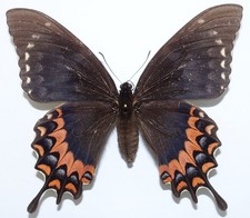 PAPILIO GARAMAS ELECTROLYON