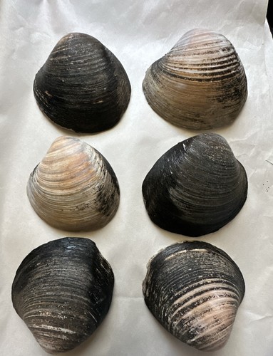 Vintage ocean quahog shells - ocean,