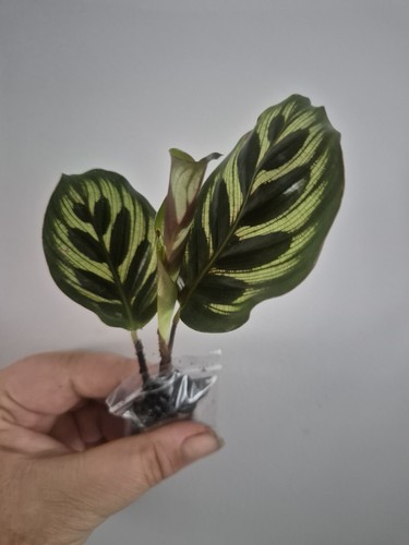 Calathea makoyana sent bare - calathea,