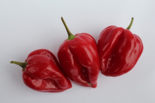 Scotch bonnet chilli seeds - bonnet,