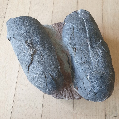 Extremely rare embryo - rare, bones
