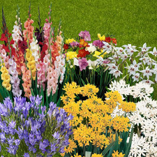 300 summer flowering bulb - 300,