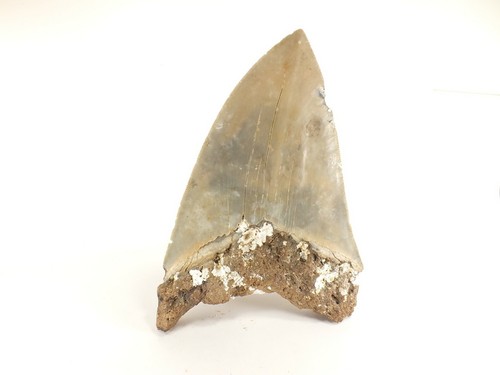 Carcharodon megalodon fossil - megalodon,
