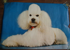 Vintage 1980's Poodle Big POSTER White Dog Rare Retro Kitsch Eccentric Blue NEW