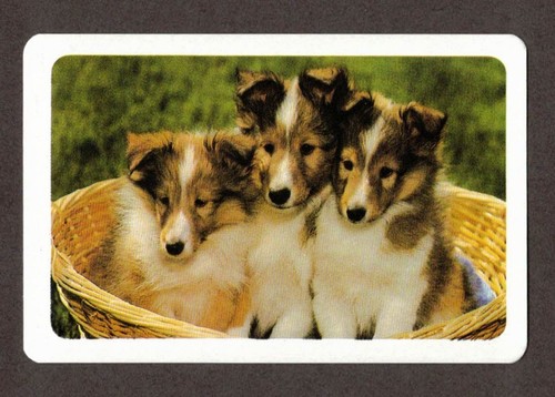 Sheltie shetland sheepdog - shetland,