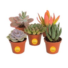 Costa Farms Mini Succulents